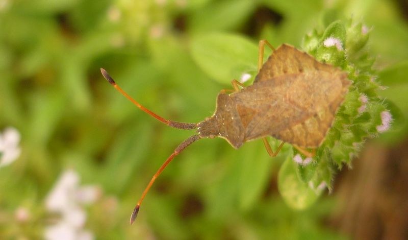 Coreidae: Syromastus rhombeus di Grecia